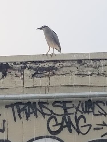 Black-crowned Night Heron