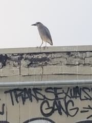 Black-crowned Night Heron