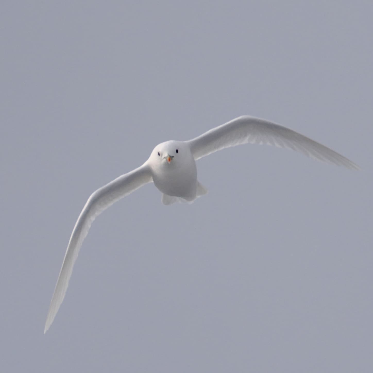 Ivory Gull