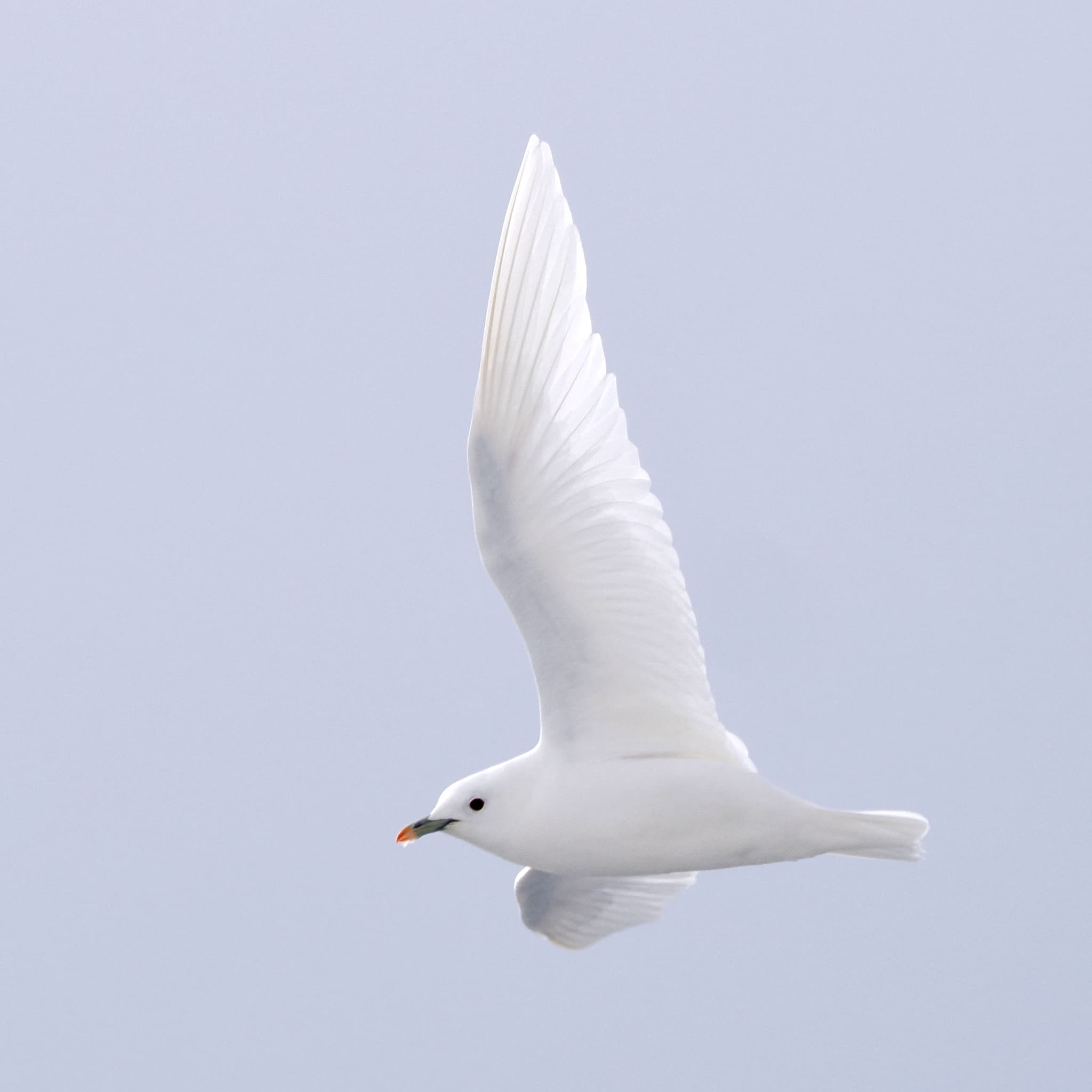 Ivory Gull