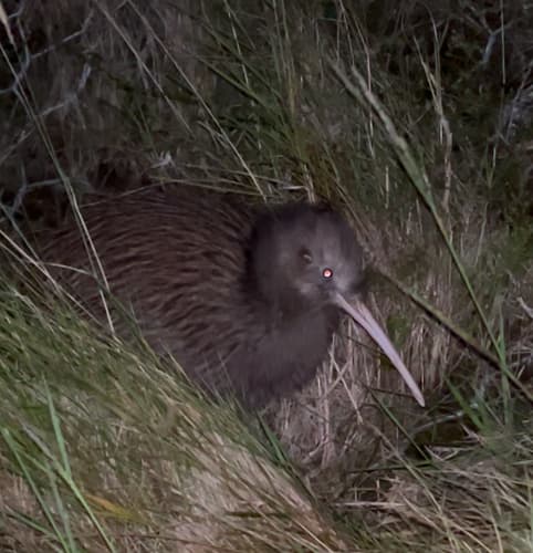 North Island Brown Kiwi