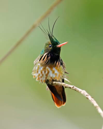 Black-crested Coquette