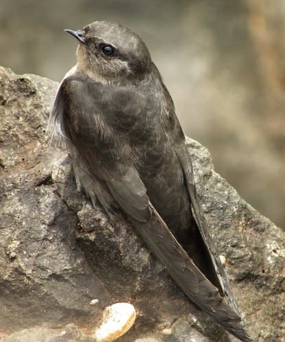Dusky Crag-Martin
