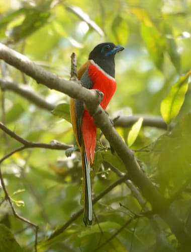 Malabar Trogon