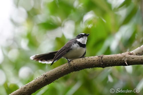Philippine Pied-Fantail
