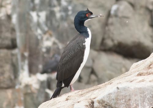 Guanay Cormorant