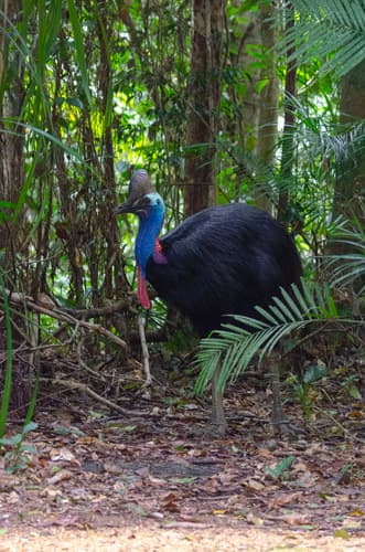 Southern Cassowary