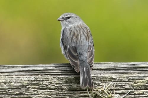 Ash-breasted Sierra-Finch