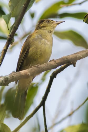 Cachar Bulbul