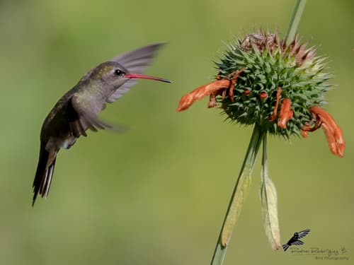 Dusky Hummingbird