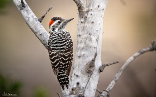 Striped Woodpecker