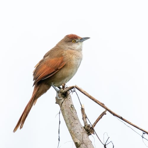 Greater Thornbird