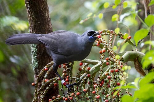 North Island Kōkako