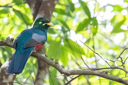 Narina Trogon