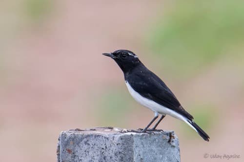 Variable Wheatear
