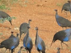 Vulturine Guineafowl