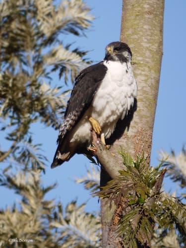 Augur Buzzard