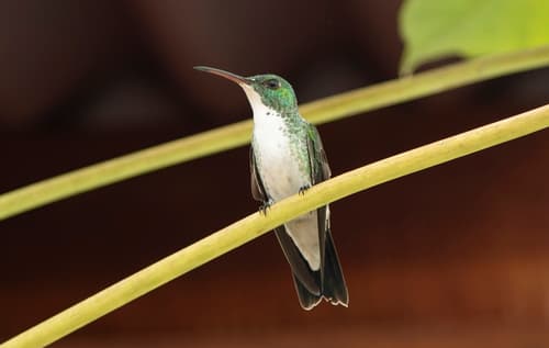 Plain-bellied Emerald