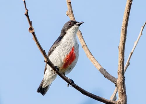 Red-keeled Flowerpecker