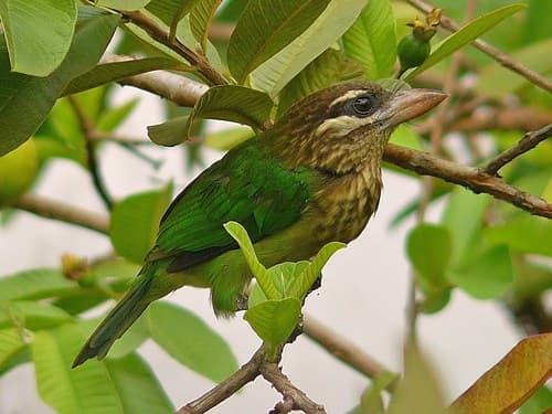 White-cheeked Barbet
