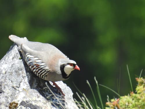 Rock Partridge