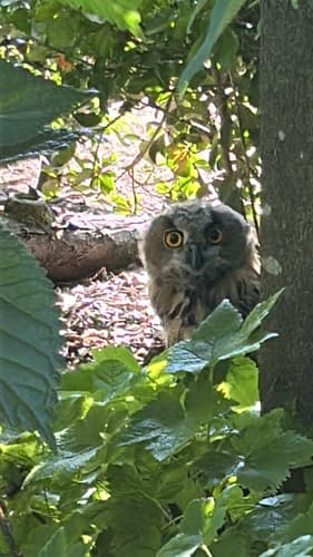 Eurasian Eagle-Owl