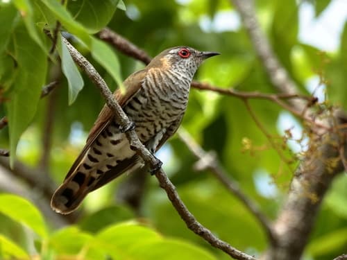 Little Bronze Cuckoo