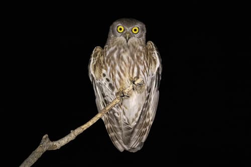 Barking Owl