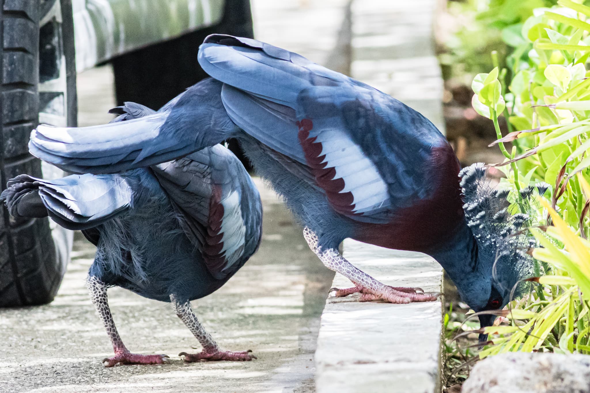 Victoria Crowned Pigeon