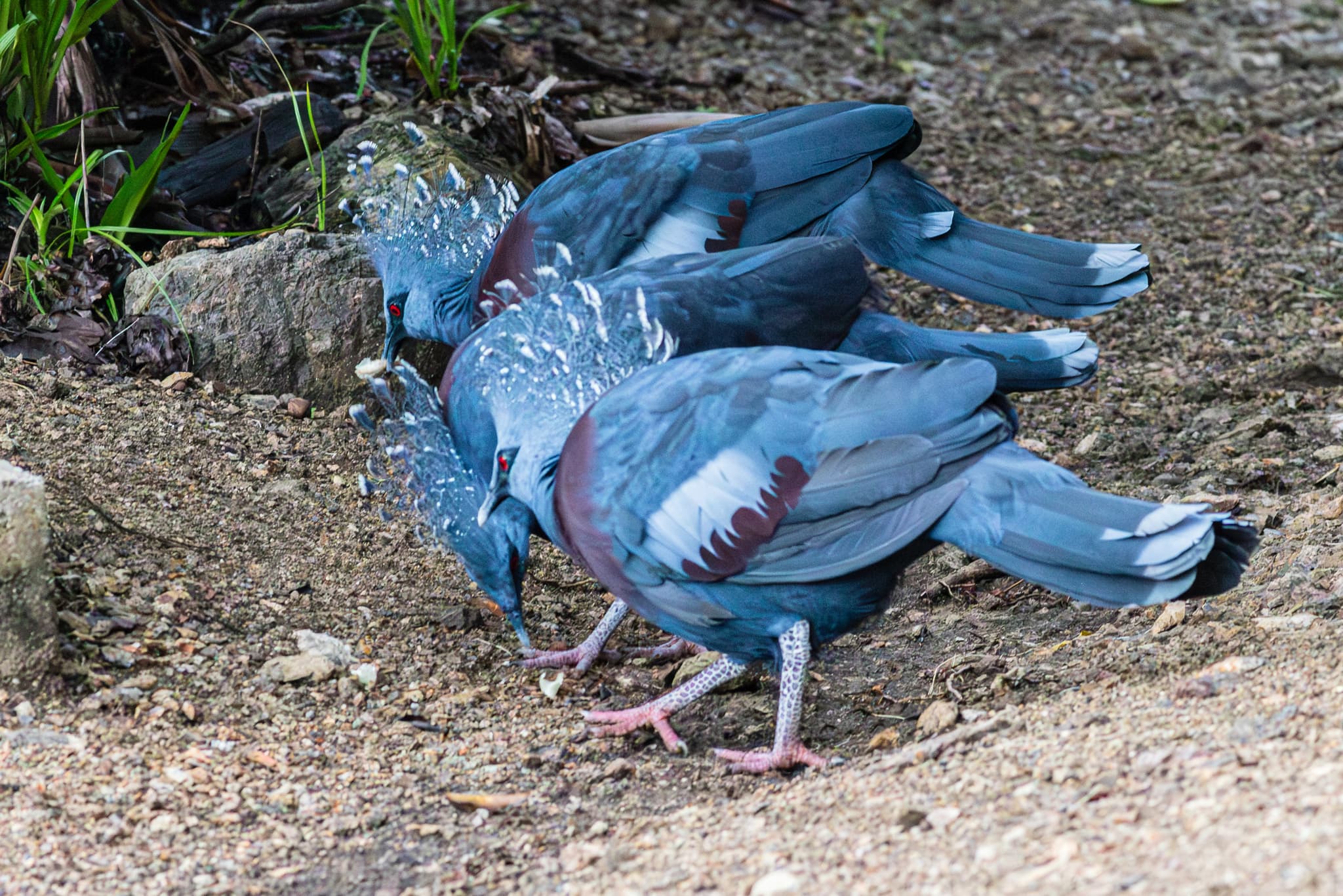 Victoria Crowned Pigeon