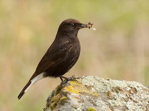 Black Wheatear