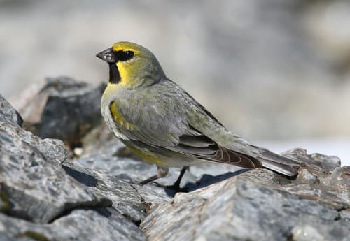 Yellow-bridled Finch