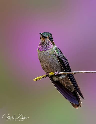 Amethyst-throated Mountain-gem