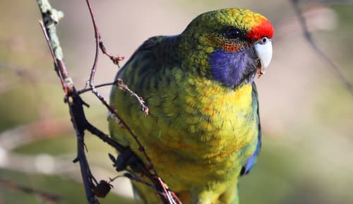 Green Rosella