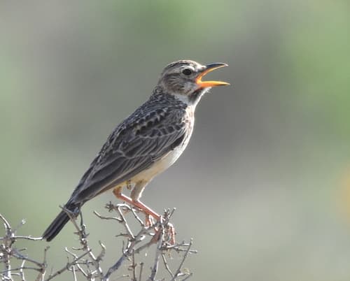 Large-billed Lark