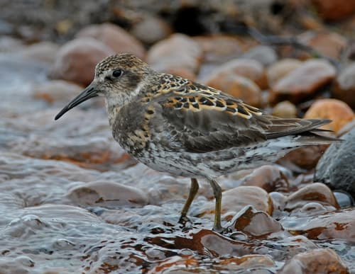 Rock Sandpiper