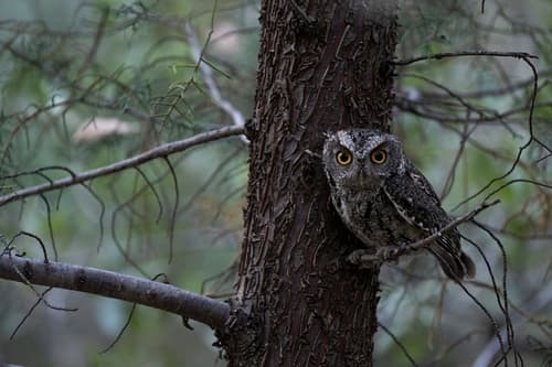 Whiskered Screech-Owl