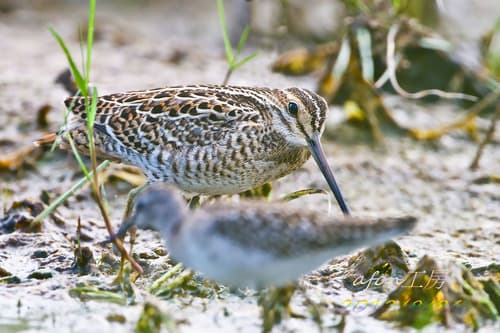Pin-tailed Snipe