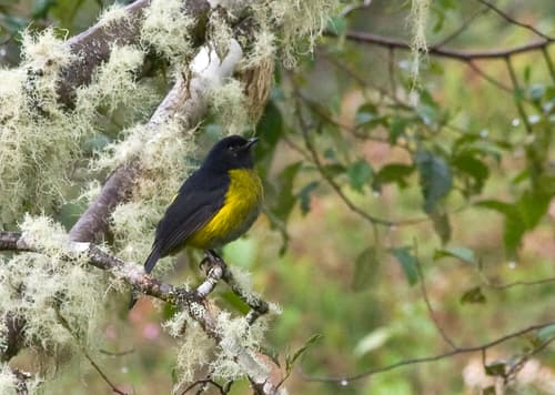 Black-and-yellow Silky-flycatcher