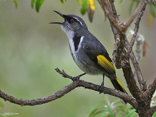 Crescent Honeyeater
