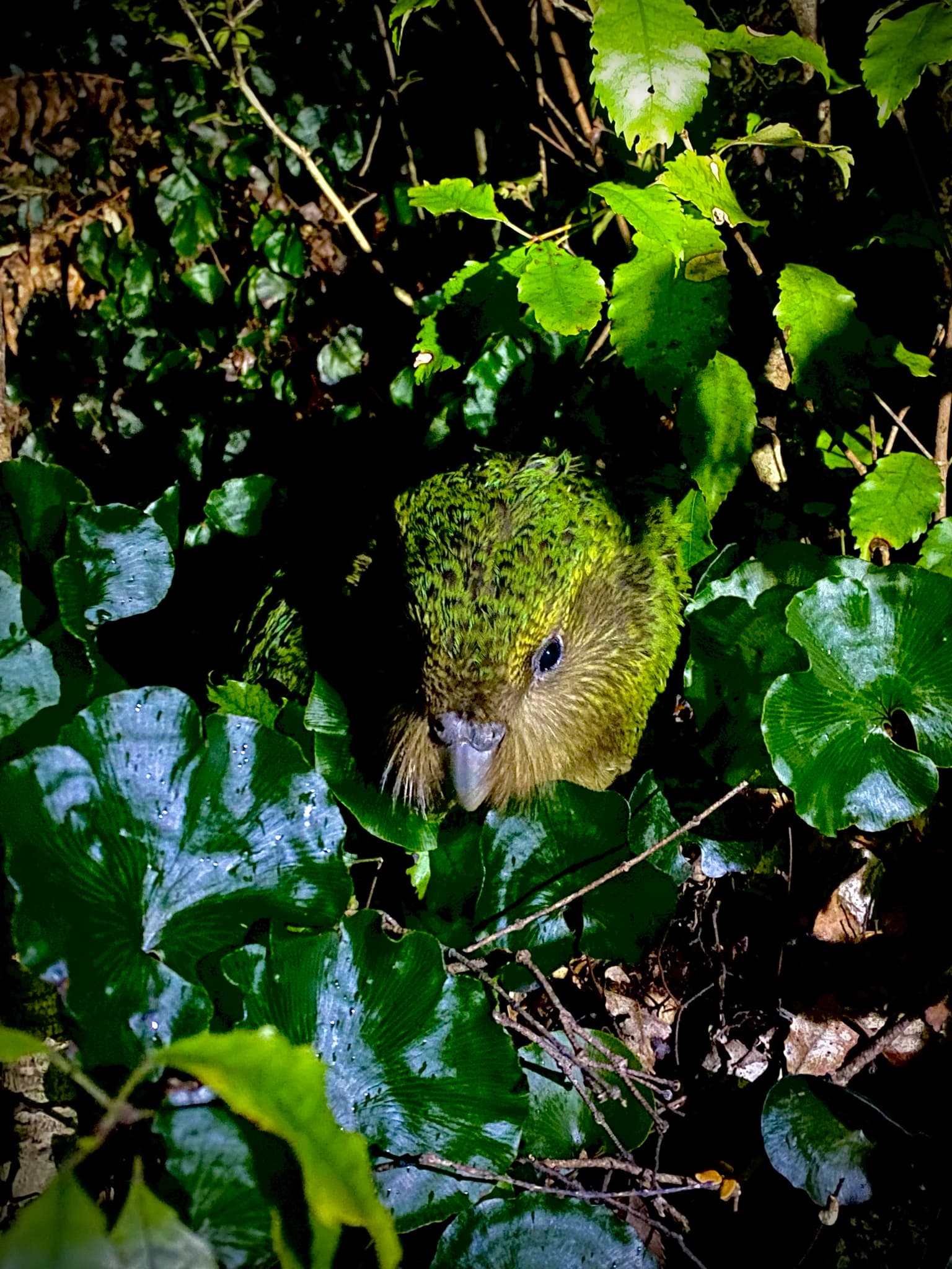 Kakapo
