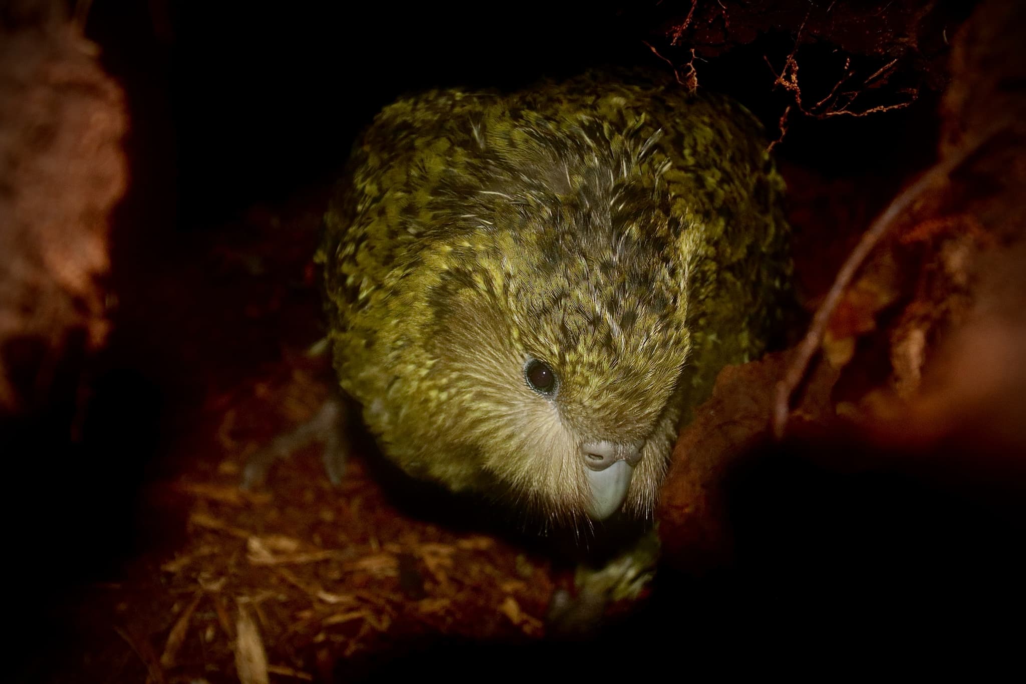 Kakapo