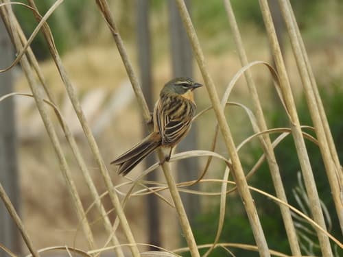 Long-tailed Reed Finch