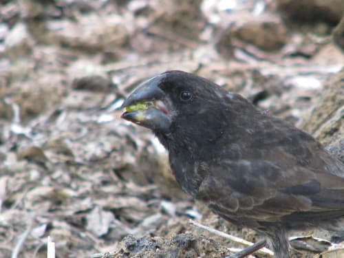 Large Ground-Finch