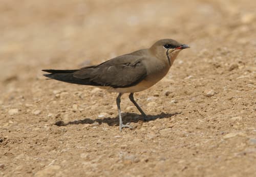 Black-winged Pratincole
