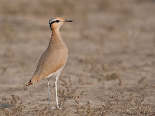 Cream-coloured Courser