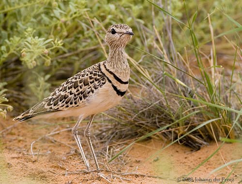 Double-banded Courser