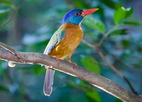 Green-backed Kingfisher