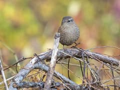 Winter Wren