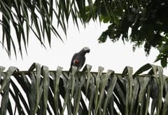 African Grey Parrot